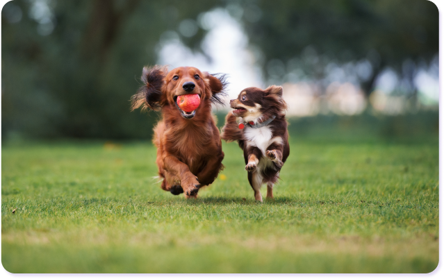 Cashflows Vets - Dogs Running