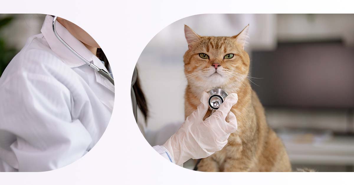 Why vets should be purrrfecting their payments in 2024